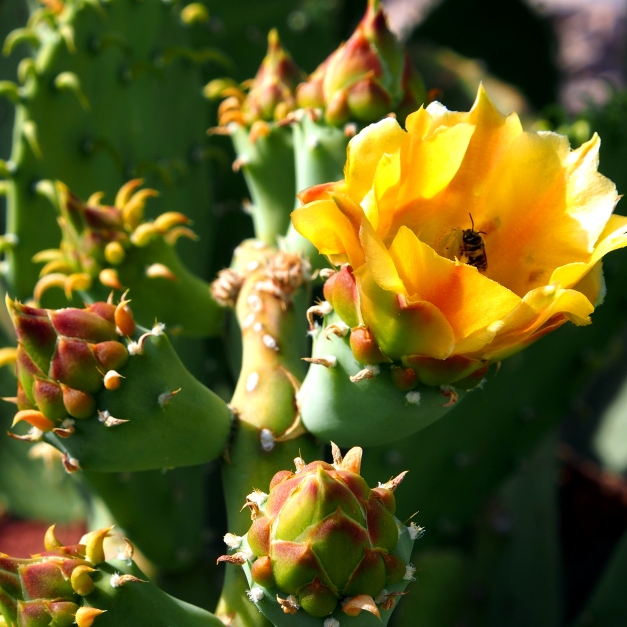Bee, in cactus flower